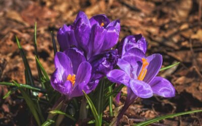 Dean’s Column | March 2026